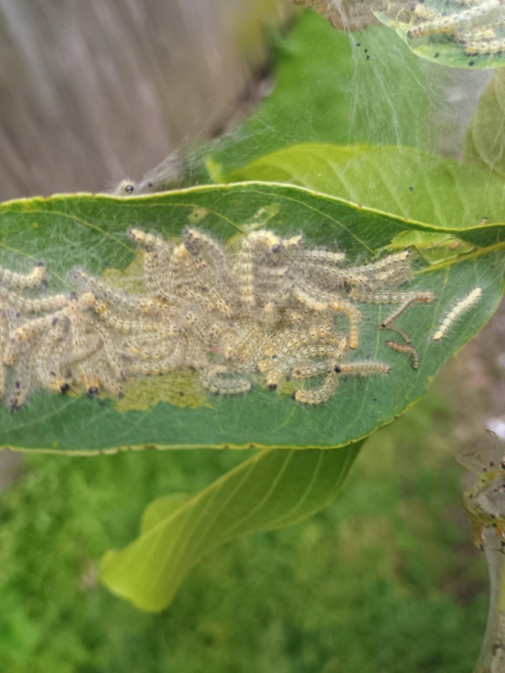 Небезпечного шкідника виявили на Львівщині - влада ввела карантин 2