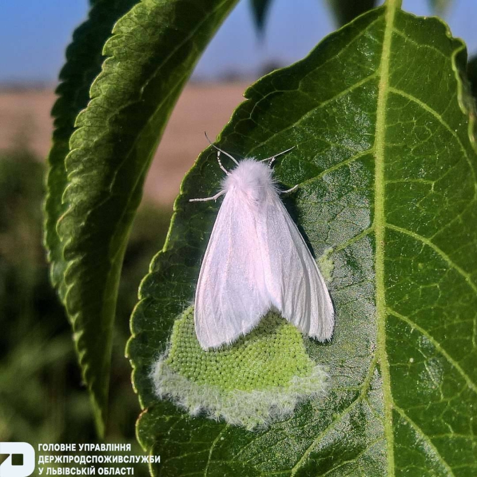 Небезпечного шкідника виявили на Львівщині - влада ввела карантин 3
