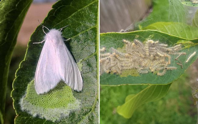 Небезпечного шкідника виявили на Львівщині - влада ввела карантин 1