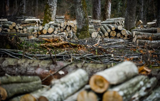 Розкрадання лісів викрило ДБР в Україні - схема на десятки мільйонів гривень 1