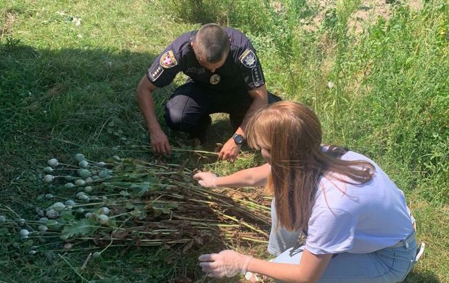 Вирощування маку в Україні – за що передбачені штрафи та яка відповідальність 1