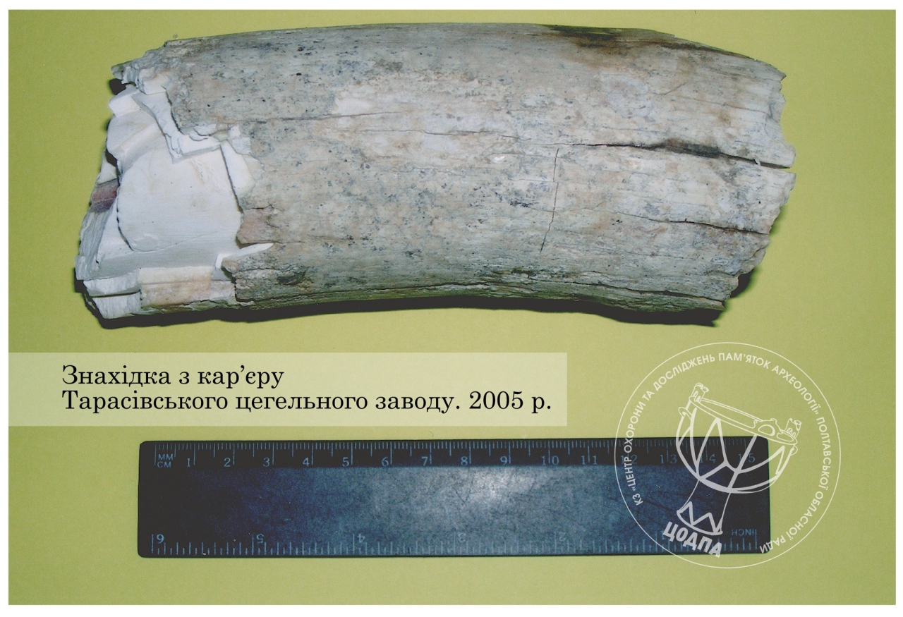 Бивень мамонта знайшли на Полтавщині — рештки виявили в селі Заріг — новини археології 2