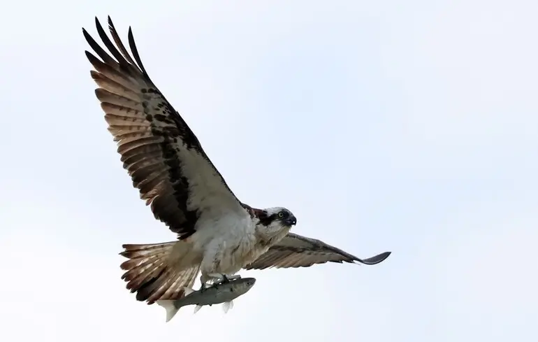 Чи впливає колір пір'я на політ птахів — темне пір’я може бути важчим через високий вміст пігменту — новини науки 1