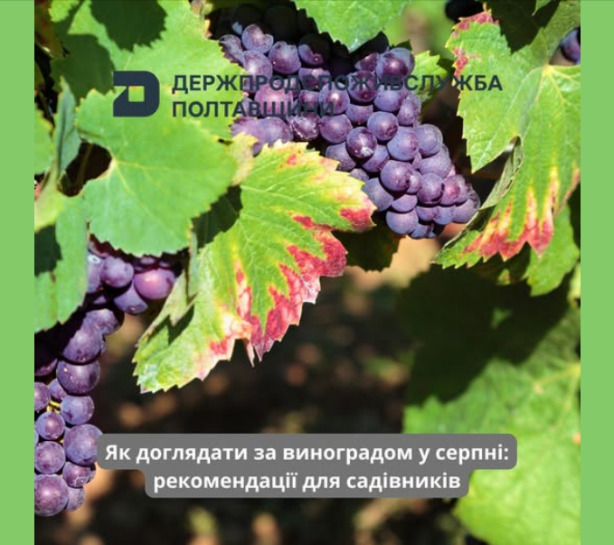 Догляд за виноградом у серпні, щоб збільшити врожайність - що потрібно зробити з кущами 3