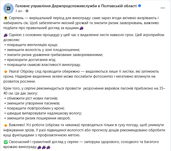 Догляд за виноградом у серпні, щоб збільшити врожайність - що потрібно зробити з кущами Догляд за виноградом у серпні, щоб збільшити врожайність - що потрібно зробити з кущами 2