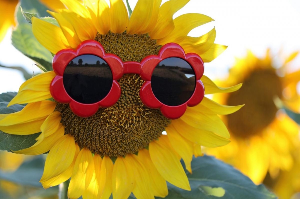 Kofoto Goran Horvat / Pixabay