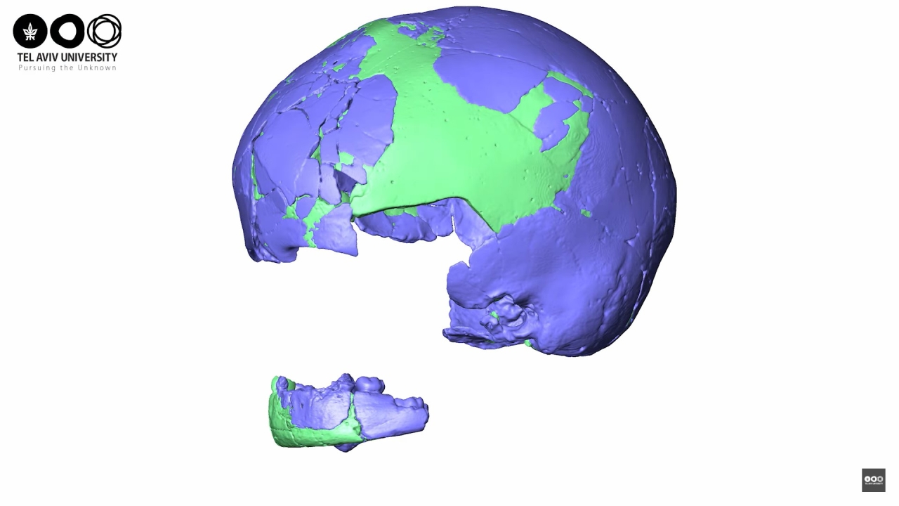 Найдавніші докази схрещування Homo sapiens і неандертальців — череп із печери Схул датують 140 тис. років — новини науки 2