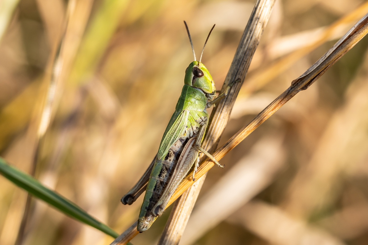 Нашестя сарани в Україні під контролем - інтерв'ю D.UA із Вадимом Чайковським із Держпродспоживслужби 3