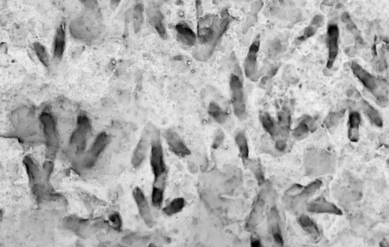 Новий вид динозавра — Istiorachis macarthurae мав вітрилоподібну спину — новини науки 1