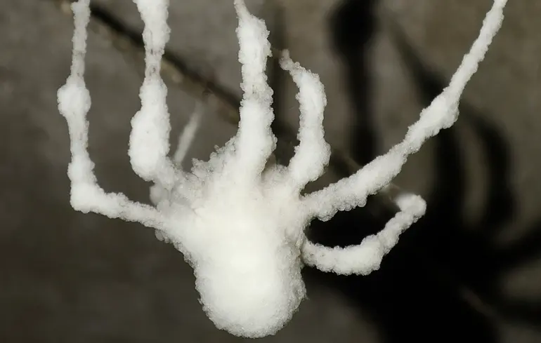 Павуки-зомбі ширяться світом — грибок Gibellula attenboroughii безпечний для людей — новини науки 1