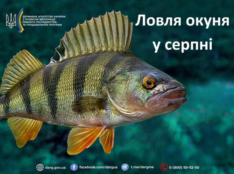 Рибалка в серпні 2025 в Україні без заборони і штрафів - як ловити окуня, жереха, сома, правила 2