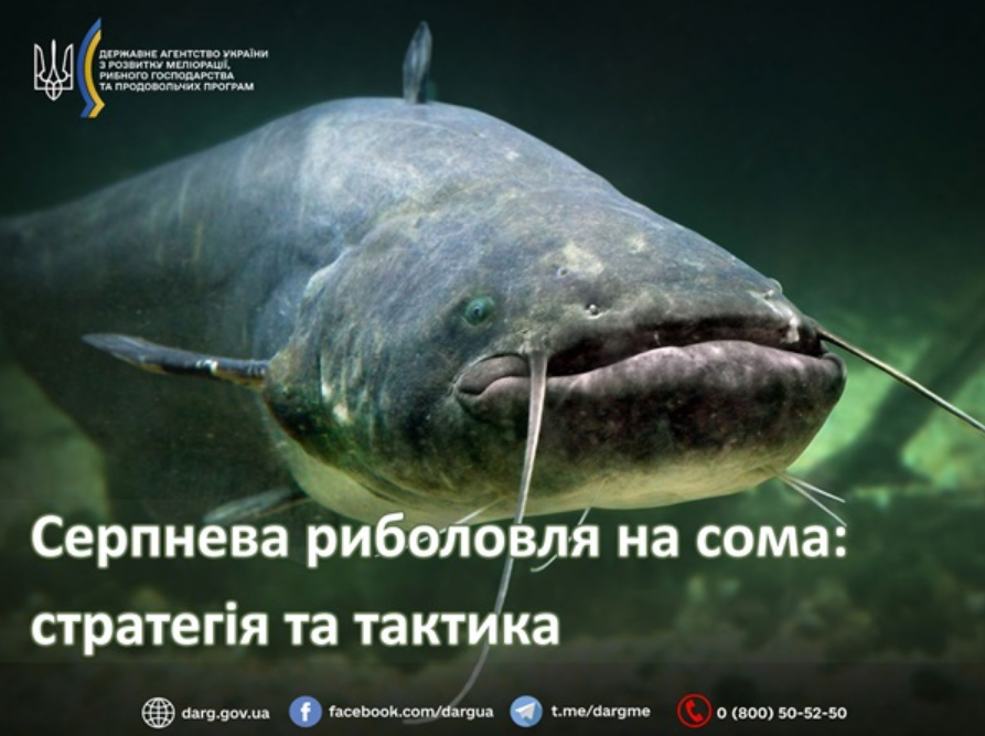 Рибалка в серпні 2025 в Україні без заборони і штрафів - як ловити окуня, жереха, сома, правила 4