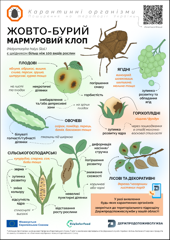 Шкідники саду та городу це жовто-бурий мармуровий клоп - врожайність культур, як боротися 4