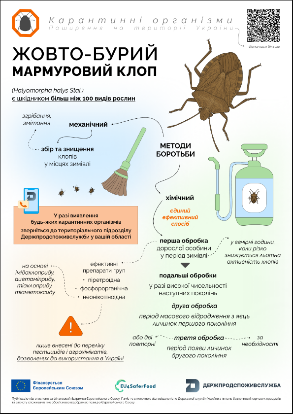 Шкідники саду та городу це жовто-бурий мармуровий клоп - врожайність культур, як боротися 6