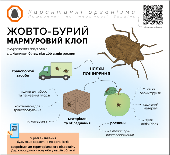 Шкідники саду та городу це жовто-бурий мармуровий клоп - врожайність культур, як боротися 3