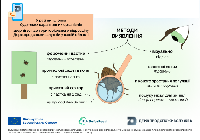 Шкідники саду та городу це жовто-бурий мармуровий клоп - врожайність культур, як боротися 5