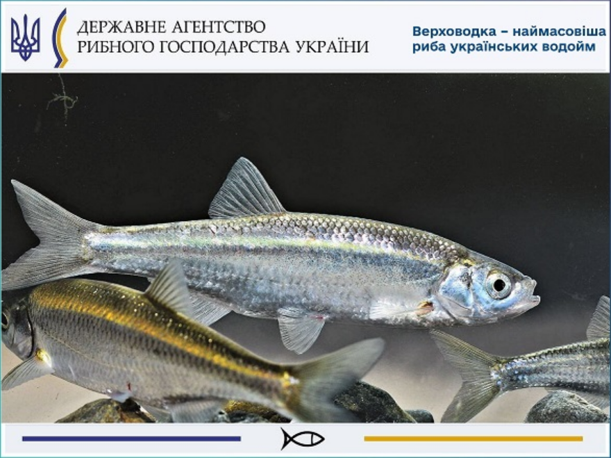 Заборона на вилов 2025 не поширюється на 7 видів риб - кого можна ловити, правила рибальства 5