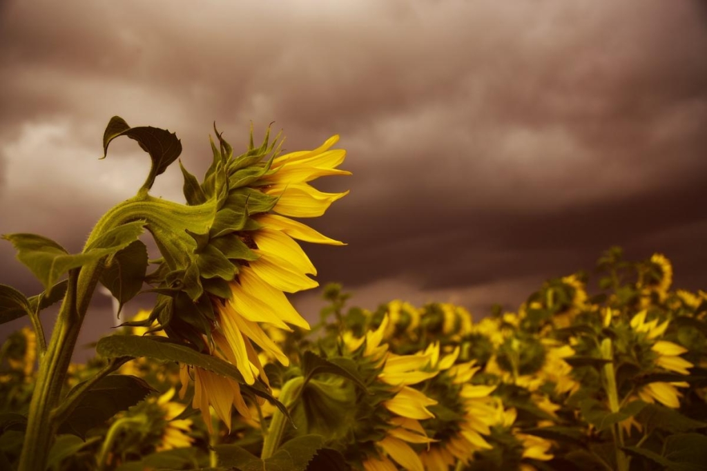 4 вересня Україну перетне лінія сходження: синоптикиня розказала, що буде з погодою (мапа) 1 Нафото Peggychoucair / Pixabay