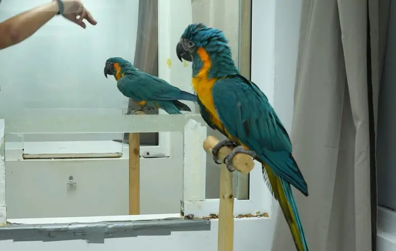 Ара продемонстрували здатність до наслідування третіх осіб — відкриття змінює уявлення про навчання тварин — новини науки 1