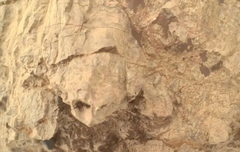 Черепаха на Марсі - марсохід Perseverance зробив знімок незвичайного каменя - фото 1