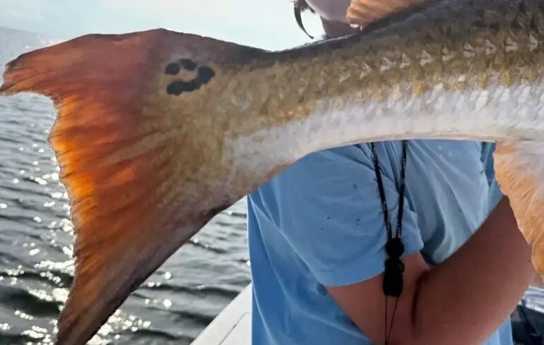 Червоні окуні з літерами на хвостах - рибалки бачать серця, цифри та смайлики - новини науки 1