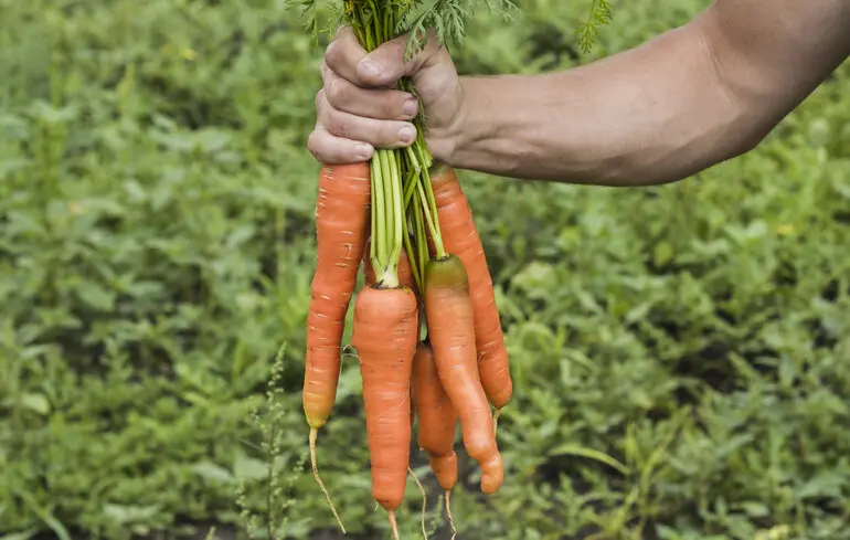 Ціна на моркву в Україні 2025 – як змінилася у вересні, скільки коштує цей овоч – новини України 1