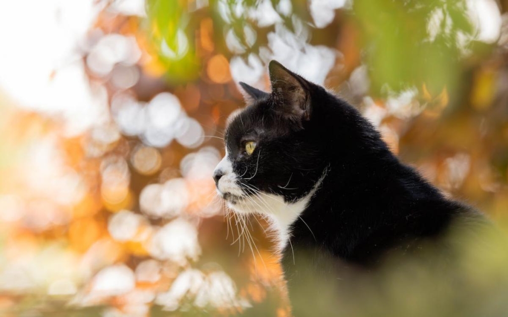 Афото pexels.com