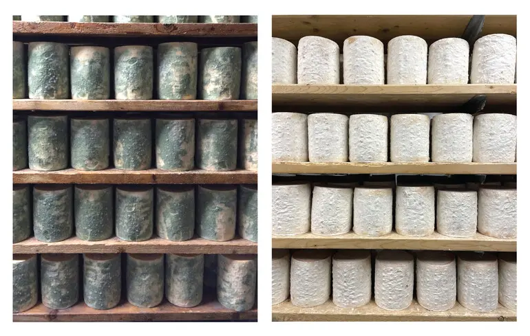 Еволюція в реальному часі - мутації змінили колір сирної плісняви - новини науки 1