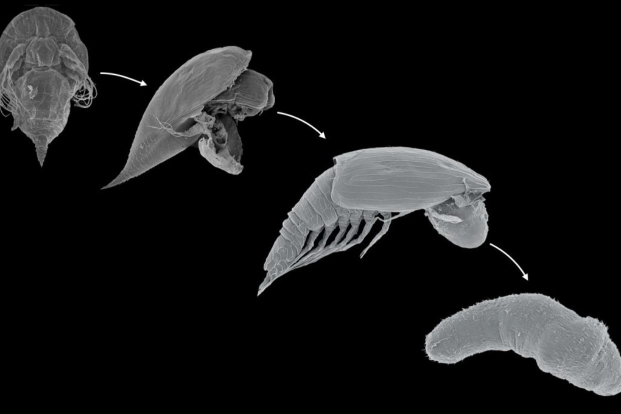 Інопланетні личинки розкрили свою справжню природу - 150-річна загадка паразитів нарешті пояснена - новини науки 2
