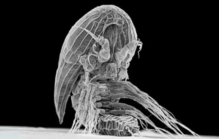 Інопланетні личинки розкрили свою справжню природу - 150-річна загадка паразитів нарешті пояснена - новини науки 1