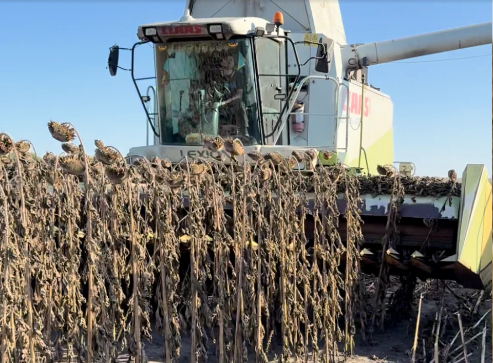 Як біля російського кордону на Сумщині збирають уркаїнський урожай 3