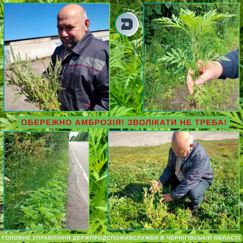 Карантин по амброзії запровадили у Чернігівській області - чим небезпечний бур'ян, як знищити 2
