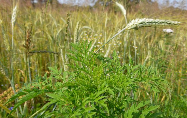 Карантин по амброзії запровадили у Чернігівській області - чим небезпечний бур'ян, як знищити 1