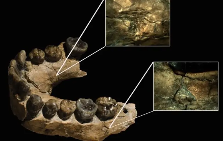 Коли стародавні люди почали полювати на хижаків - вчені переглянули свої погляди на Homo habilis 1