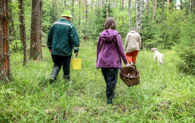 Лісовий квиток на збір грибів, ягід, горіхів чи трав потрібен для заготівлі й продажу - як отримати 1