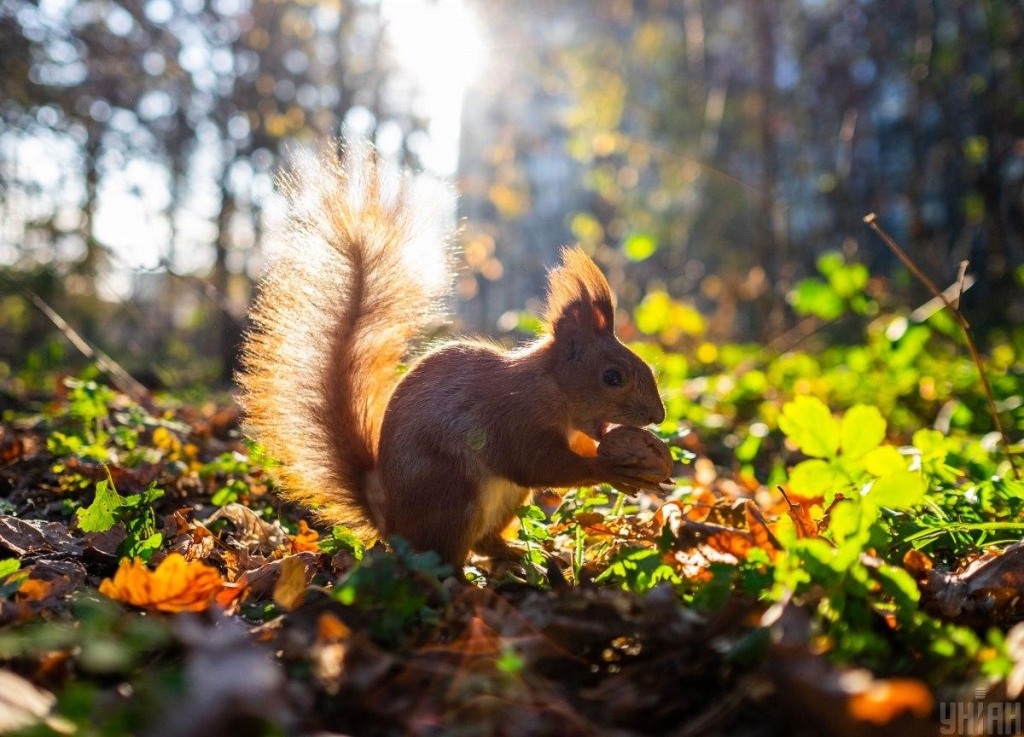 Українців чекає теплий осінній день / Фото УНІАН
