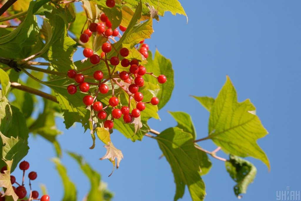 Майже літо: 13 вересня потішить українців теплом та сонцем 1 13Фото УНІАН