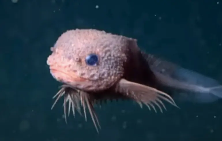 Мила істота з глибин океану - науковці відкрили новий вид риб-слизняків - фото, відео 1