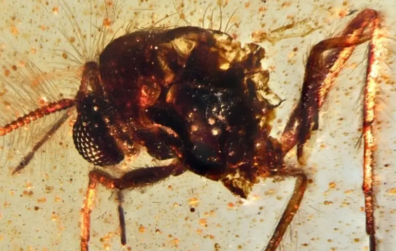 Мухи, пилок і нитки павутини - вчені знайшли екосистему в бурштині віком 112 мільйонів років - фото 1