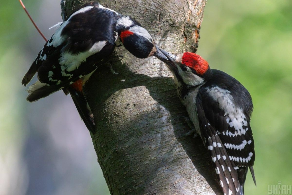 3 фото УНІАН