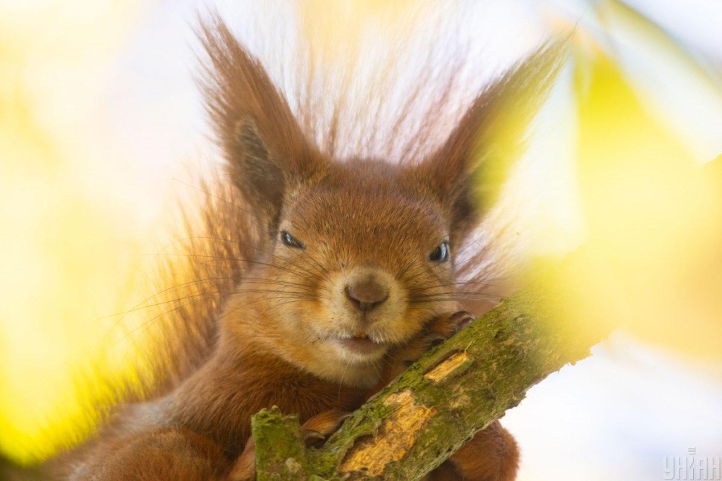 Вфото УНІАН