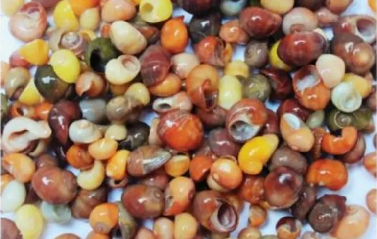 Найдавніша ювелірна майстерня Західної Європи - прикраси з мушель віком понад 42 тисячі років - новини археології 1