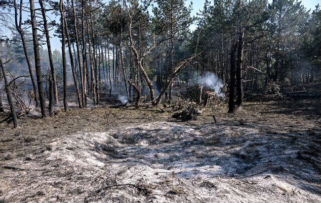 Наслідки війни для довкілля України - еколог розповіла про стан лісів, заповідників та екосистем 1