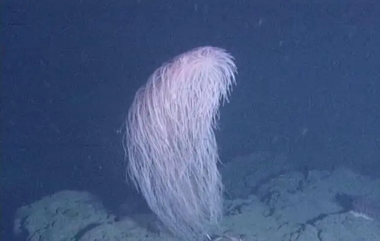 Новий вид коралів відкрили вчені - Чубакка на дні океану - новини науки 1