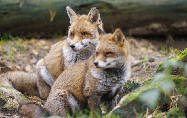 Полювання в Україні можуть відкрити через зростання кількості хижаків 1