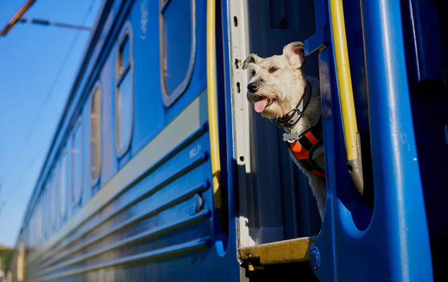 Правила перевезення тварин в поїзді Укрзалізниці по Україні 2025 - чи потрібен квиток собаці 1