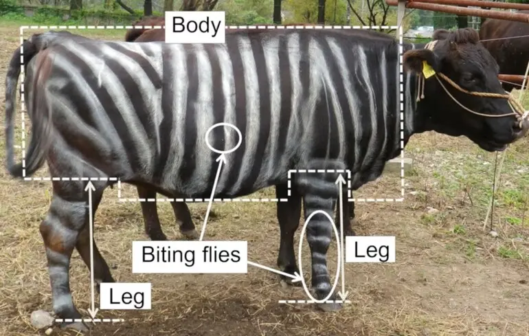 Шнобелівська премія 2025 - кому і за що вручили жартівливу нагороду цього року 1