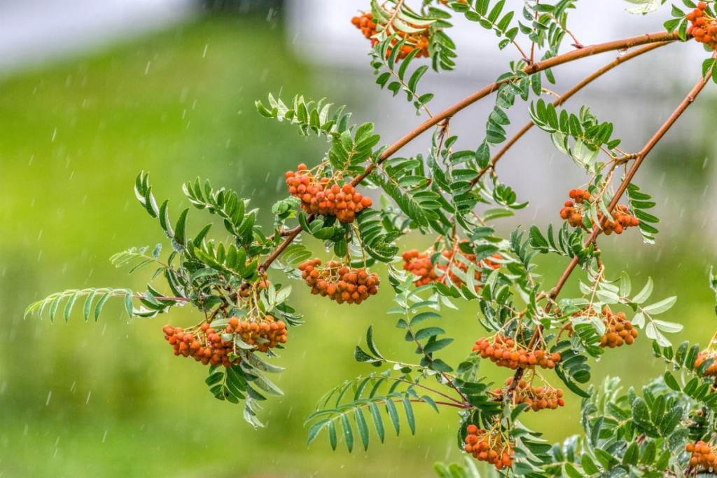 Синоптикиня Діденко розказала, як зміниться погода в Україні 1 фото Michael Kleinsasser/Pixabay