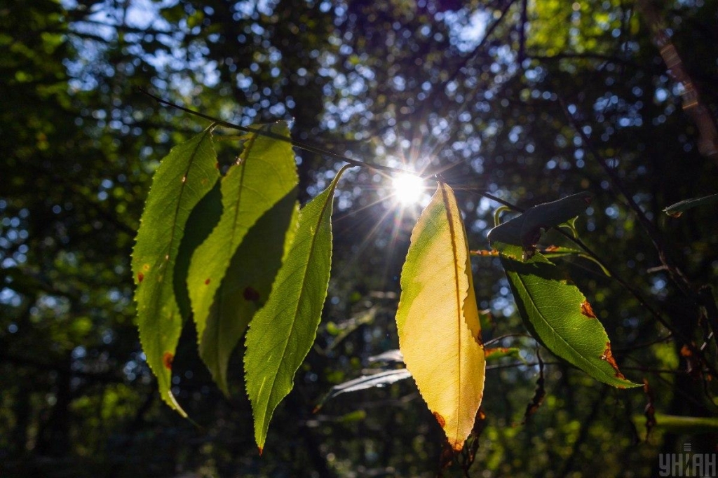Сефото УНІАН