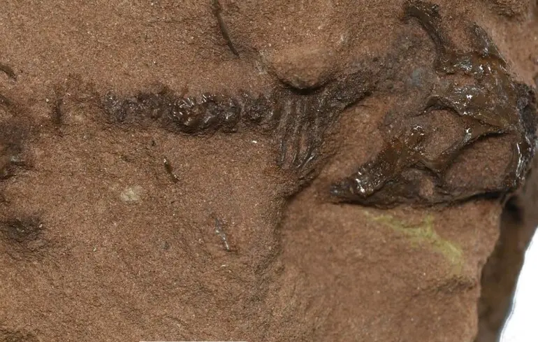 Стародавня ящірка, яка жила до динозаврів - учені знайшли істоту віком 240 мільйонів років - фото 1